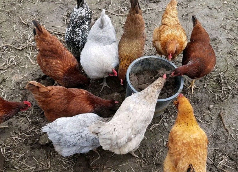 3 Things I Wish I Knew Before Getting Backyard Chickens