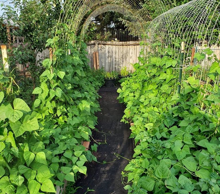 5 Things I Wish I Knew Before Starting a Garden